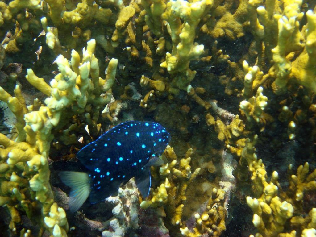 Maceió Kitnet Sabrinna מראה חיצוני תמונה